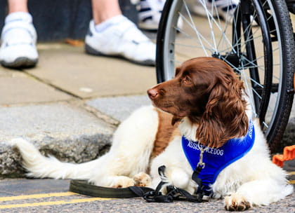 Assistance dog next to wheelchair